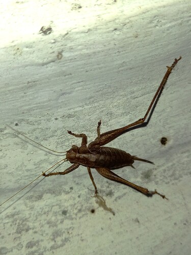Dark Bush-cricket