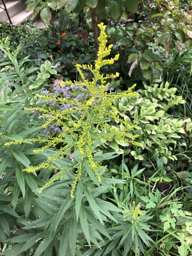 Canada goldenrod