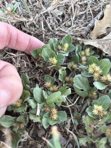 Alternanthera pungens, photograph 6