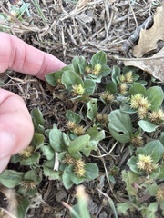 Alternanthera pungens, photograph (c) Sam Kieschnick, some rights reserved (CC BY)