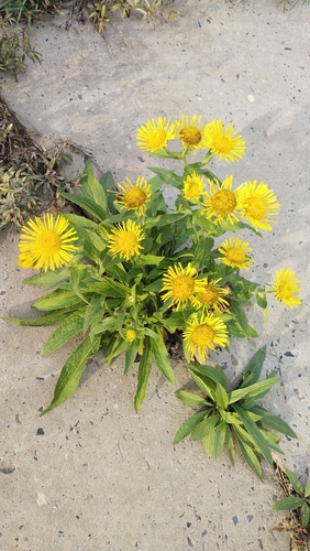 Meadow Fleabane