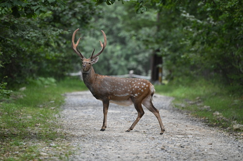 Manchurian Sika Deer (Subspecies Cervus nippon mantchuricus