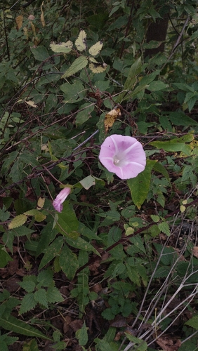 hedge bindweed