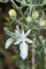 Teucrium racemosum