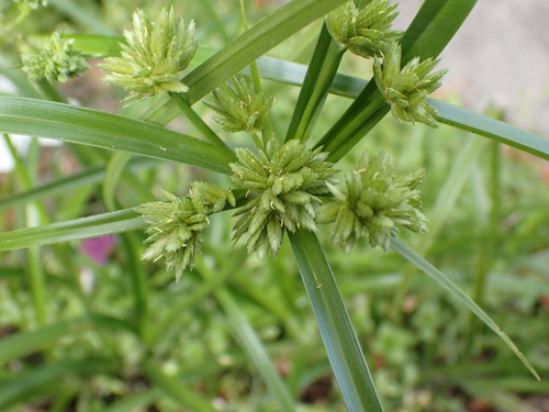 Cyperus eragrostis, photograph 4