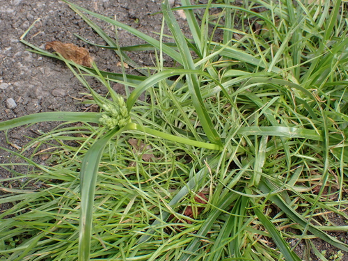 Cyperus eragrostis, photograph 3