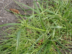 Cyperus eragrostis, photograph (c) Alex Press, some rights reserved (CC BY)