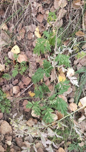 Artemisia gmelinii, photograph 5