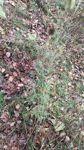 Gmelin's Wormwood