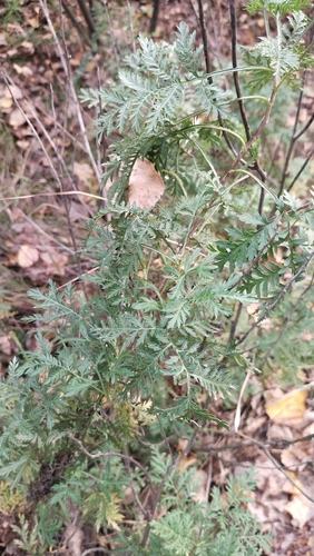 Artemisia gmelinii, photograph 2