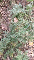 Artemisia gmelinii, photograph (c) Andrew Bazdyrev, some rights reserved (CC BY)