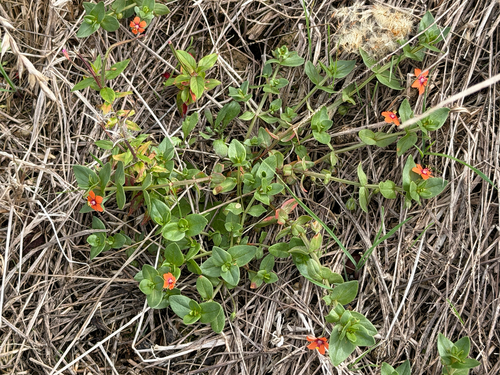 scarlet pimpernel