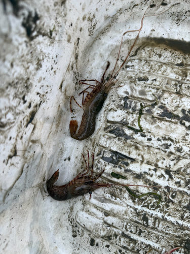 Dock Shrimp