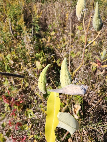 common milkweed