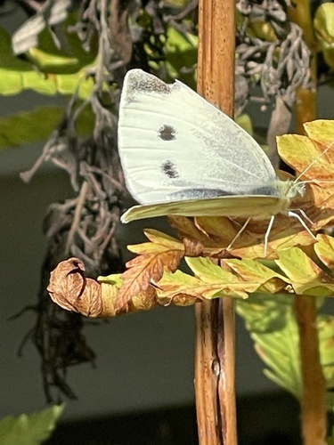 Small White