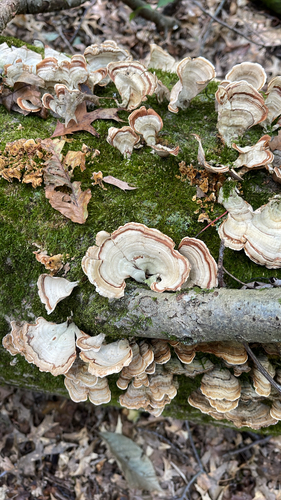False Turkeytail