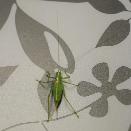 Southern Oak Bush-cricket