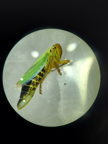 Green Leafhopper
