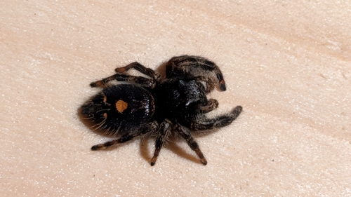 Bold Jumping Spider
