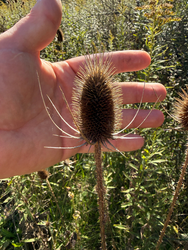 wild teasel