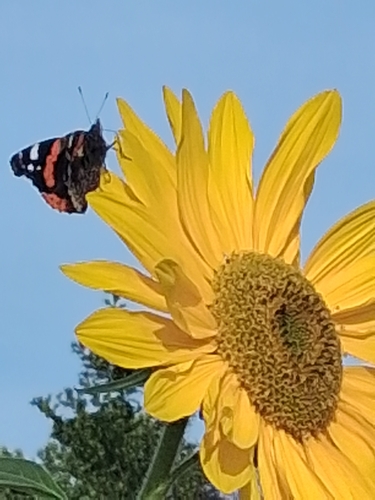 Red Admiral