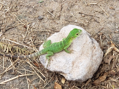 Sonoran Spiny-tailed Iguana