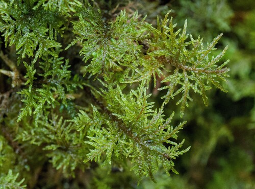 stairstep moss