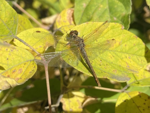 Yellow-winged Darter