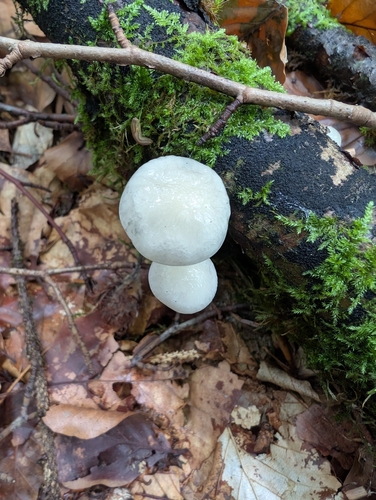 porcelain mushroom