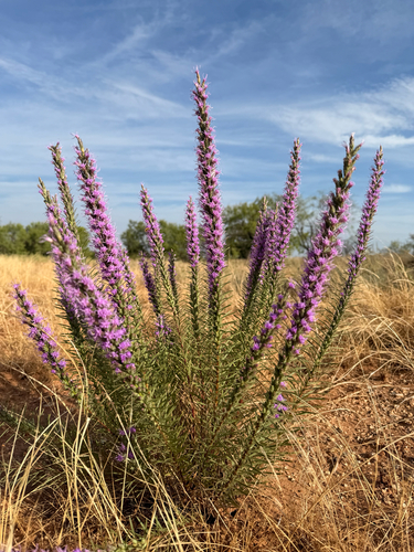 dotted gayfeather