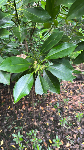 Bruguiera cylindrica observed 2026-09-23