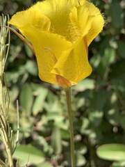 Calochortus weedii weedii