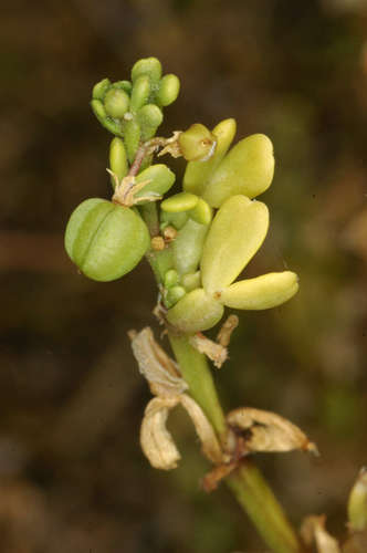 Image of Roepera iodocarpa by (c) Chris Lindorff, some rights reserved (CC BY)