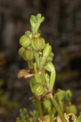 Image of Roepera iodocarpa by (c) Chris Lindorff, some rights reserved (CC BY)