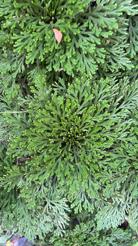 Selaginella involvens observed 2026-09-13