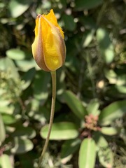 Calochortus weedii weedii