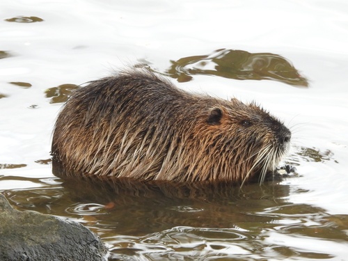 Coypu