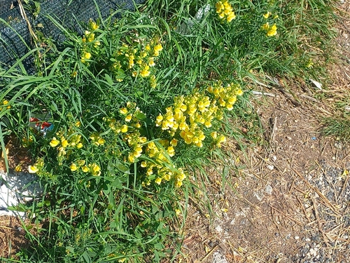 common toadflax