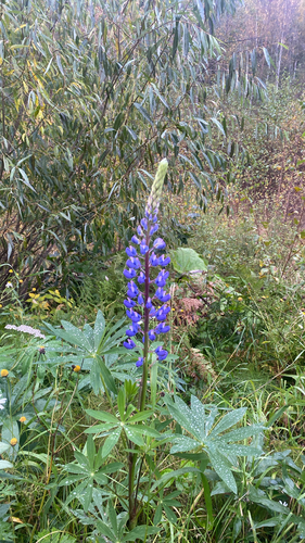 Large-leaved lupine
