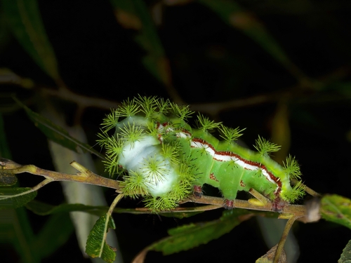 Io Moth