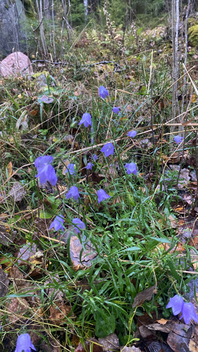 Common Harebell