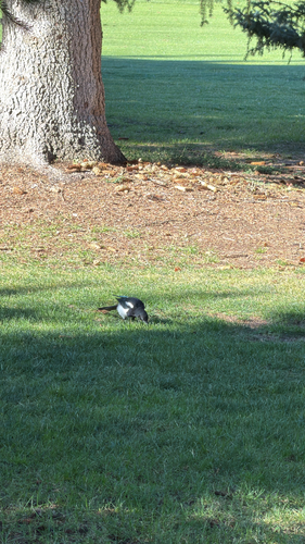 Black-billed Magpie