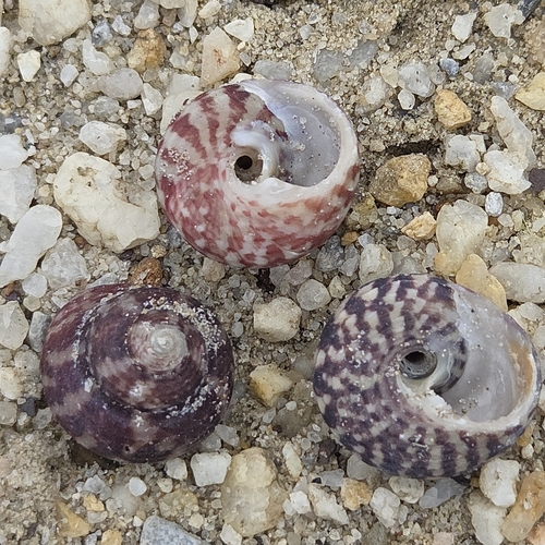 Agathistoma viridulum observed 2026-09-24