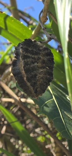 Mucuna membranacea observed 2026-07-22