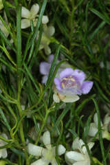 Eremophila sturtii