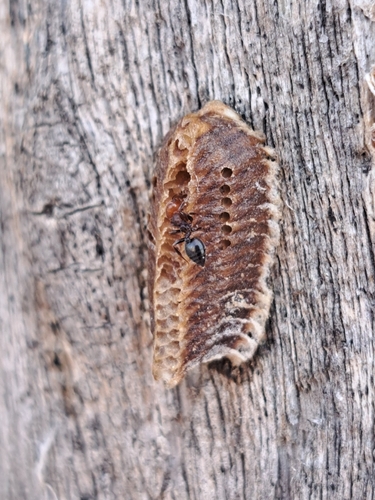 Mediterranean Mantis