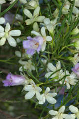 Eremophila sturtii