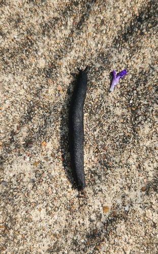 Black-velvet Leatherleaf