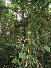 Prestoea schultzeana