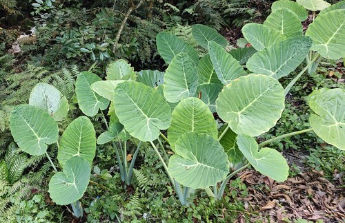 Leucocasia gigantea, photograph 1